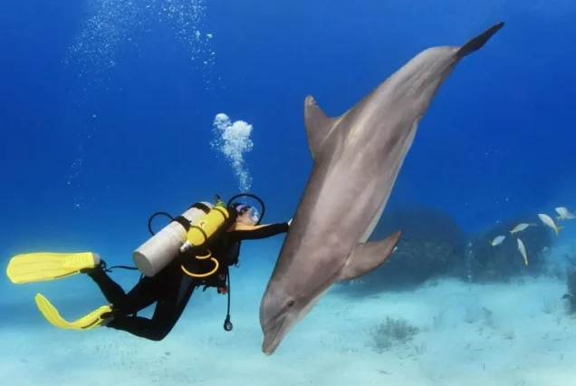 Diving program