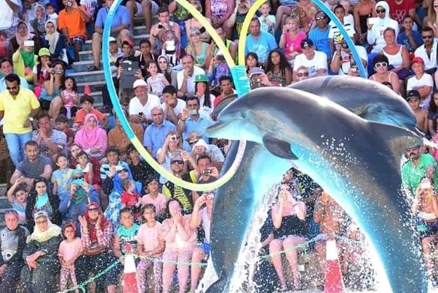 Dolphins Show