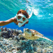 Abu Dabbab- Marsa Alam Turtle