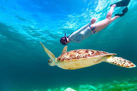 Abu Dabbab- Marsa Alam Turtle